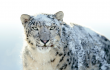  Apple ,  Mac OS X ,  Snow Leopard 