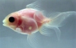  goldfish 