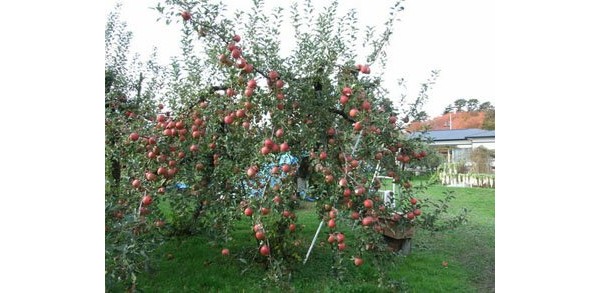 Apple-яблоня