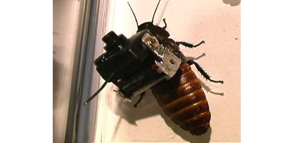 Garnet Hertz Cockroach video camera